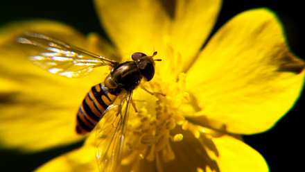 bee on flower.jpg