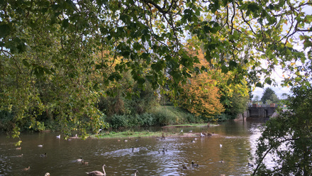 a river with trees and a bridge in taunton