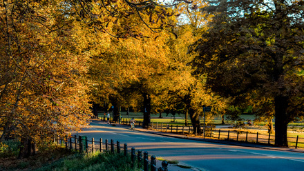 a winding road lined with trees autumn colors