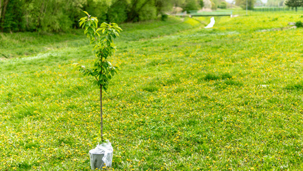 tree planting.jpg